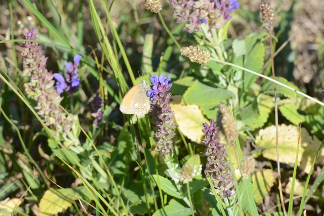 Coenonympha glycerion - közönséges szénalepke