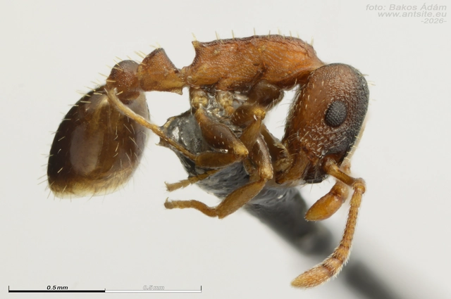Temnothorax corticalis - ritka kéreghangya
