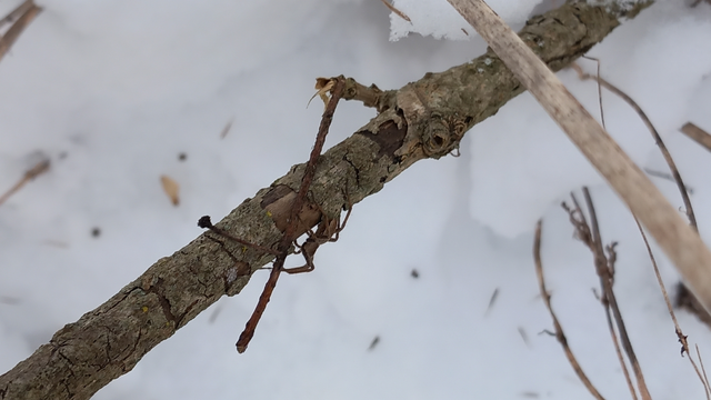 Pisaura mirabilis - csodáspók