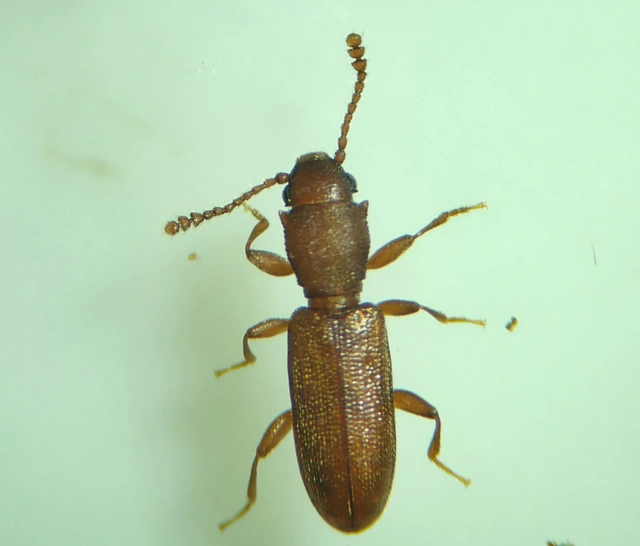 Silvanus unidentatus - rozsdás fogasnyakú-lapbogár