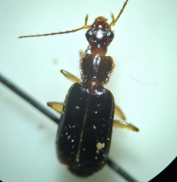 Dromius agilis - fürge kéregfutó