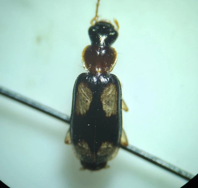 Dromius quadrimaculatus - négyfoltos kéregfutó