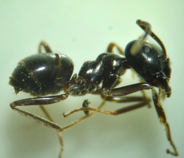Lasius fuliginosus - kartonépítő fahangya