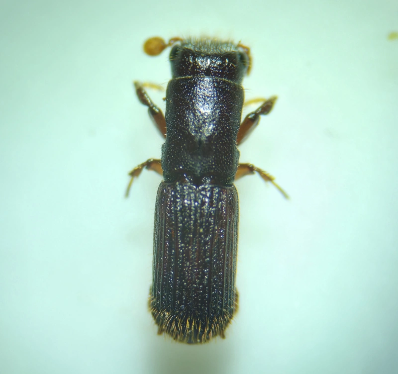 Platypus cylindrus - közönséges hosszúlábúszú