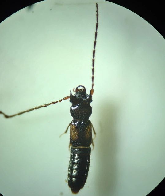 Siagonium humerale - vállfoltos lapholyva
