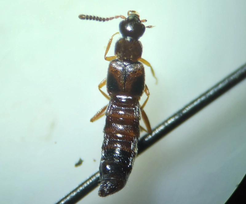 Bolitochara tecta - fényes tarkaholyva