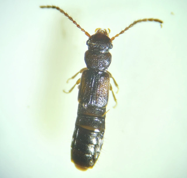 Siagonium humerale - vállfoltos lapholyva
