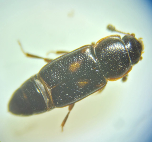 Carpophilus sexpustulatus - hatjegyes gyümölcs-fénybogár Carpophilus sexpustulatus - hatjegyes gyümölcs-fénybogár