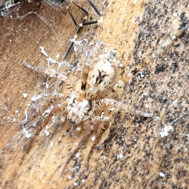 Anyphaena accentuata - jegyespók