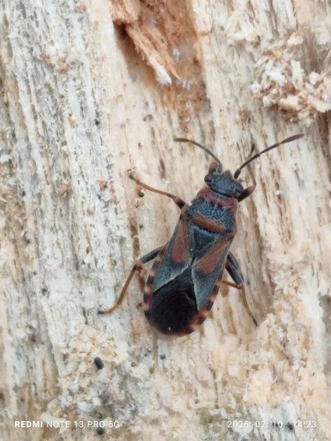 Arocatus melanocephalus