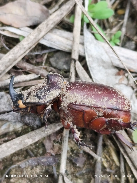 Oryctes nasicornis - orrszarvú bogár