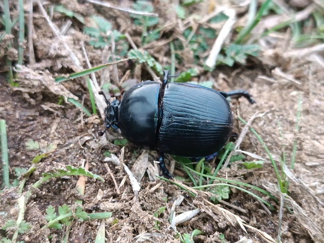 Geotrupes spiniger - közönséges álganéjtúró