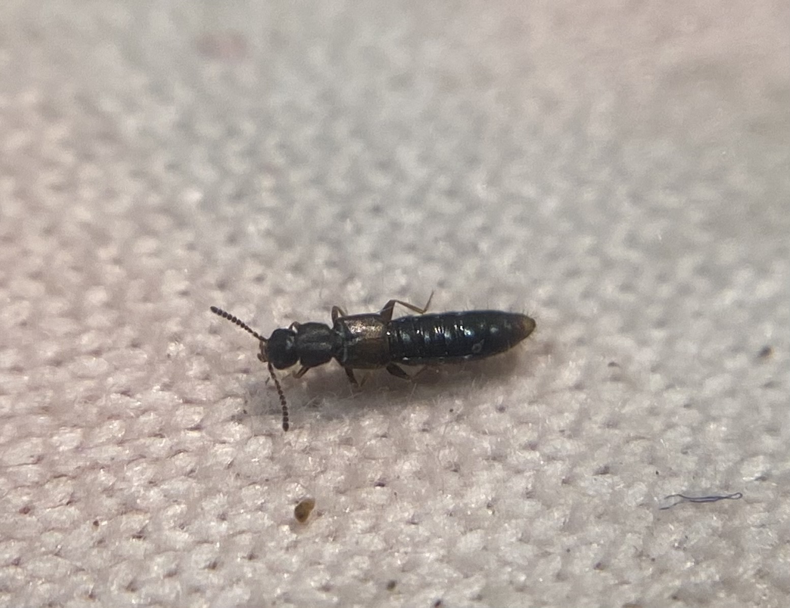 Homalota plana