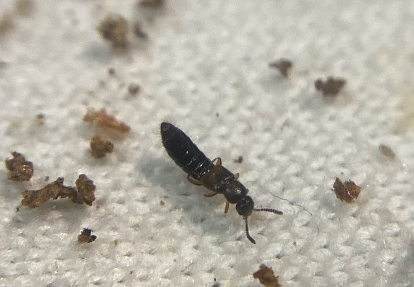 Phloeopora corticalis
