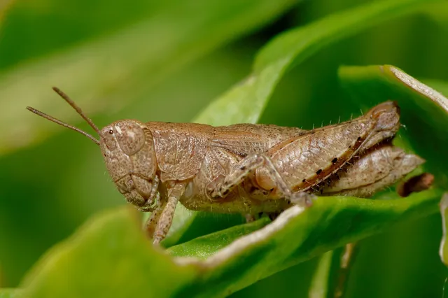 Pezotettix giornae - kis hegyisáska