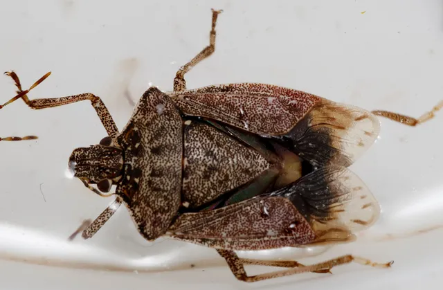 Halyomorpha halys - ázsiai márványospoloska