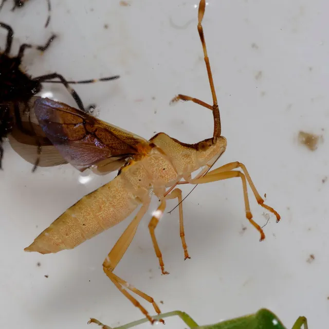 Gonocerus acuteangulatus - aranypetés karimáspoloska