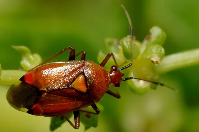 Deraeocoris