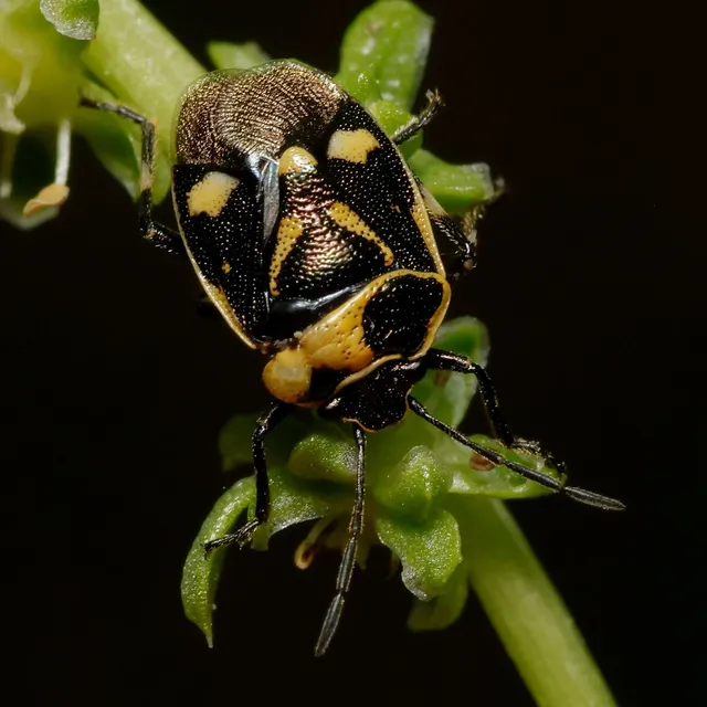 Eurydema oleracea - paréjpoloska Eurydema oleracea - paréjpoloska