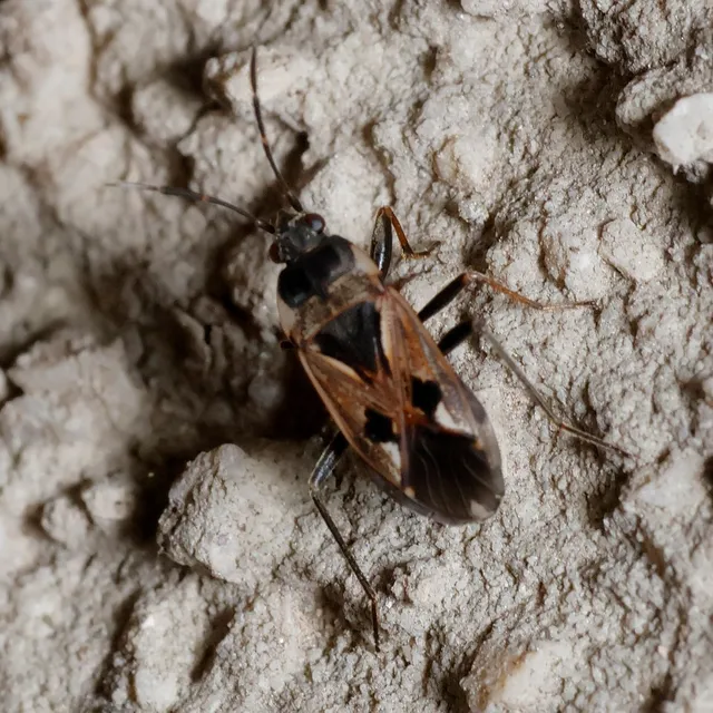 Rhyparochromus vulgaris - közönséges díszesbodobács