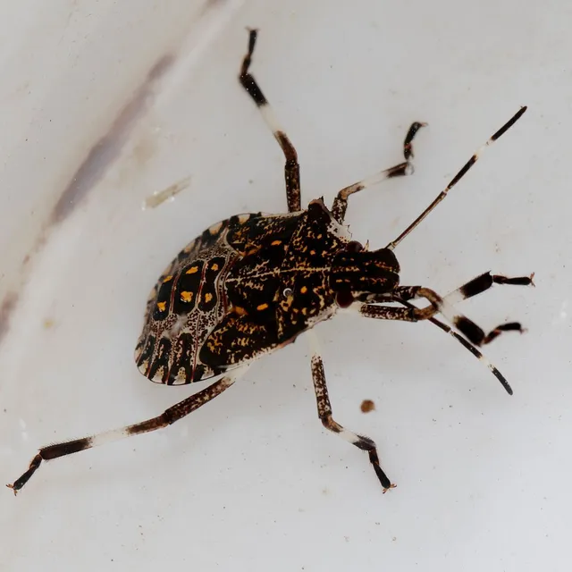 Halyomorpha halys - ázsiai márványospoloska
