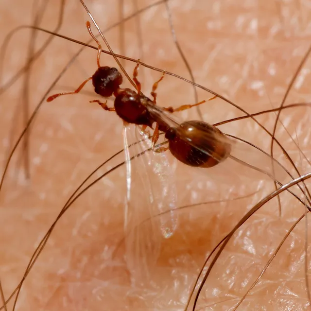 Temnothorax