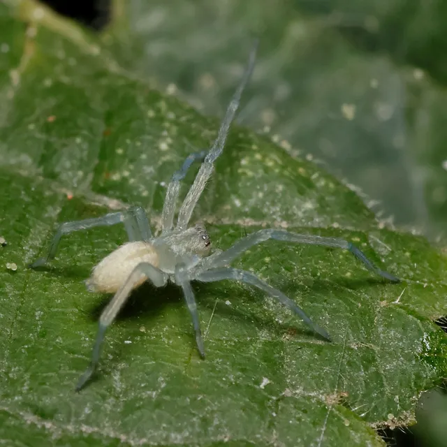 Cheiracanthium