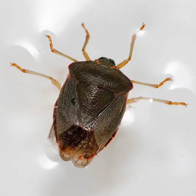 Palomena prasina - zöld bogyómászó-poloska Palomena prasina - zöld bogyómászó-poloska