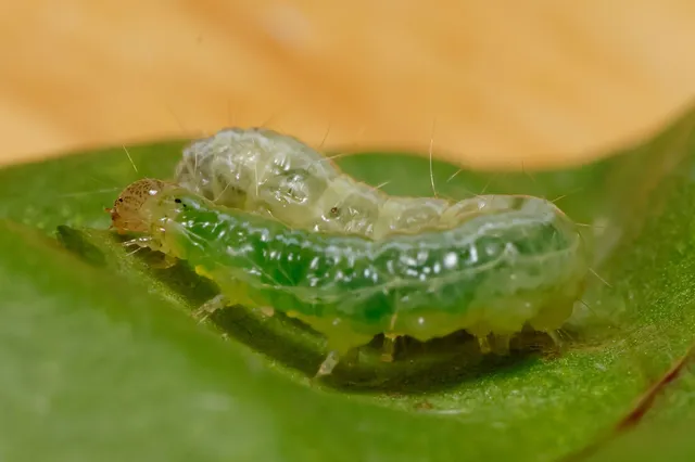Microlepidoptera - Molylepkék