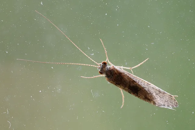 Trichoptera - Tegzesek