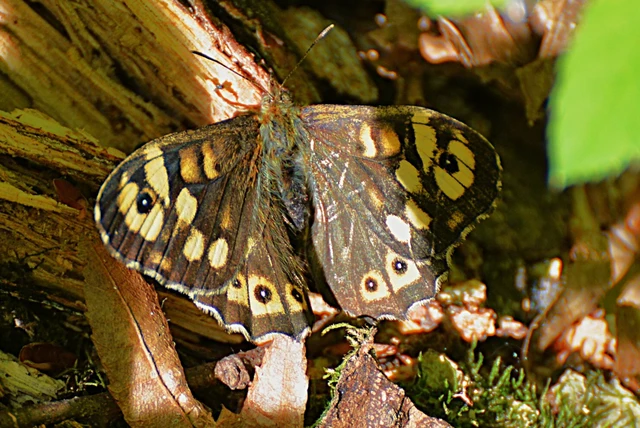 Pararge aegeria tircis - erdei szemeslepke