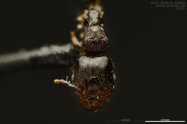 Tetramorium hungaricum - magyar gyepihangya