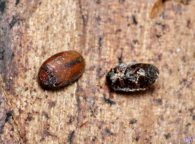 Scirtidae - rétbogárfélék