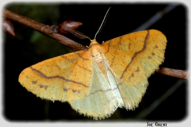 Agriopis aurantiaria - aranysárga téliaraszoló