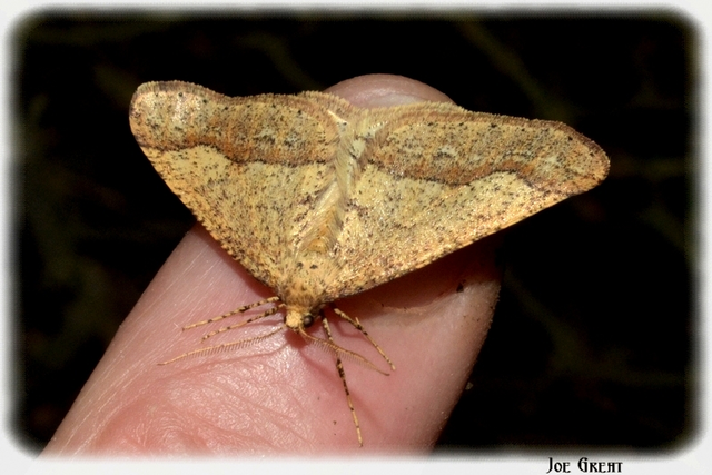 Agriopis marginaria - sárgás téliaraszoló