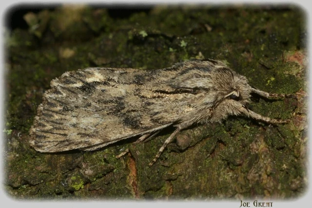 Asteroscopus sphinx - csillagnéző bundásbagoly