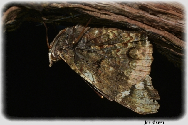 Vanessa atalanta - atalantalepke