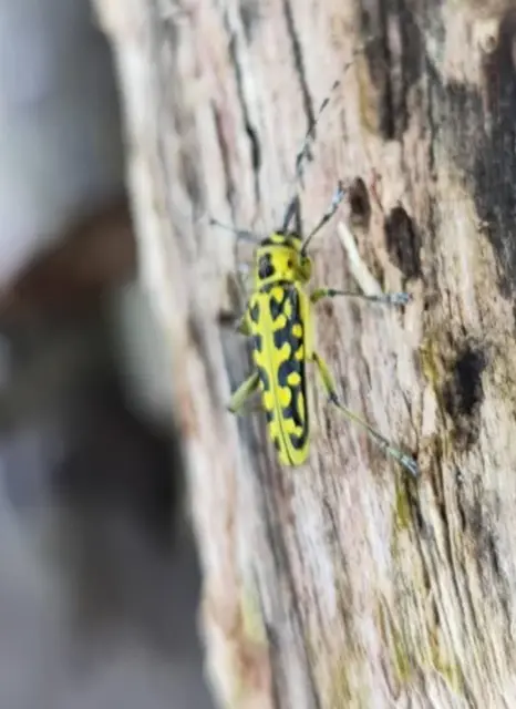 Saperda scalaris - létracincér