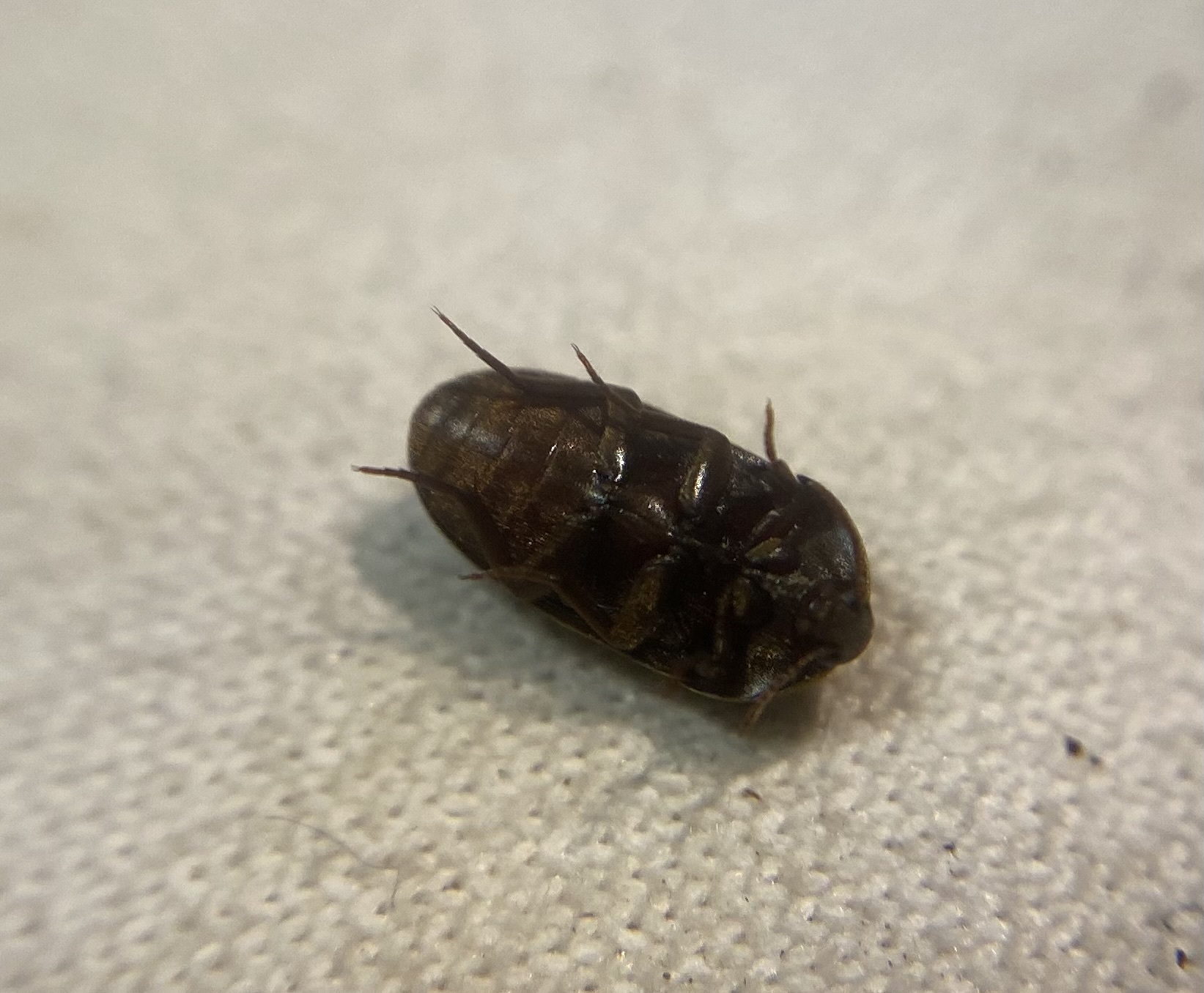 Eustrophus dermestoides - porvaszerű álkomorka