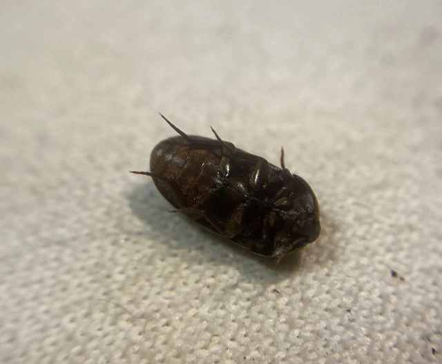 Eustrophus dermestoides - porvaszerű álkomorka