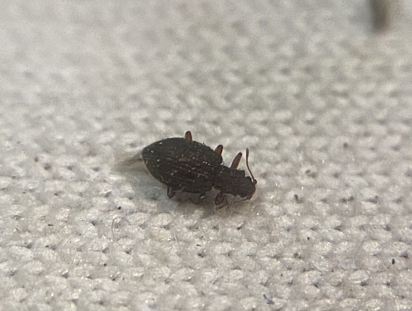 Stephostethus angusticollis - keskenynyakú pudvabogár