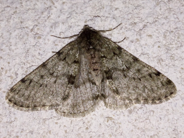 Apocheima pilosaria - zöldes tavasziaraszoló