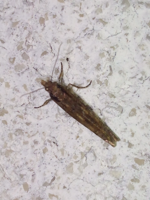 Ypsolopha ustella - csíkos tarkamoly