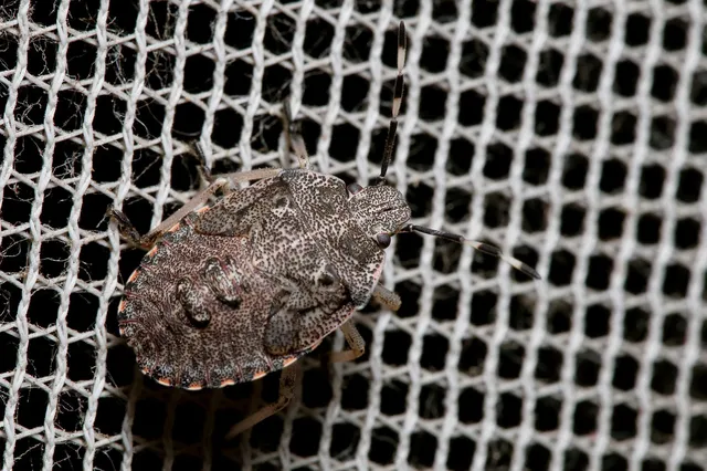 Rhaphigaster nebulosa - bencepoloska