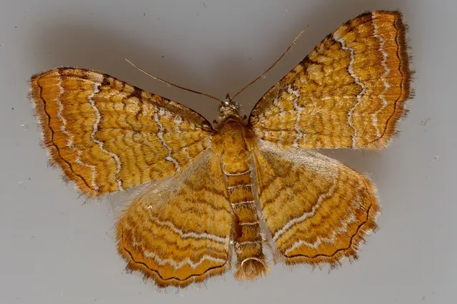 Camptogramma bilineata - kétvonalas sávosaraszoló