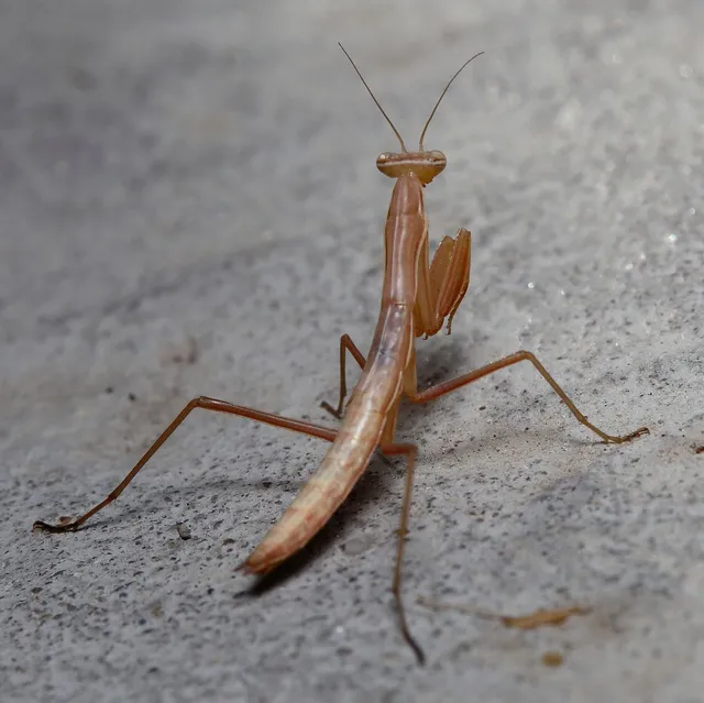 Mantodea - Fogólábúak
