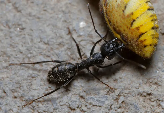 Camponotus vagus - fekete lóhangya