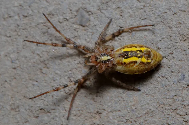 Argiope bruennichi - darázspók