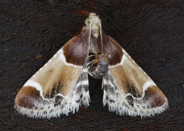 Pyralis farinalis - lisztilonca