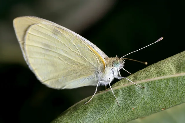 Pieris rapae - répalepke